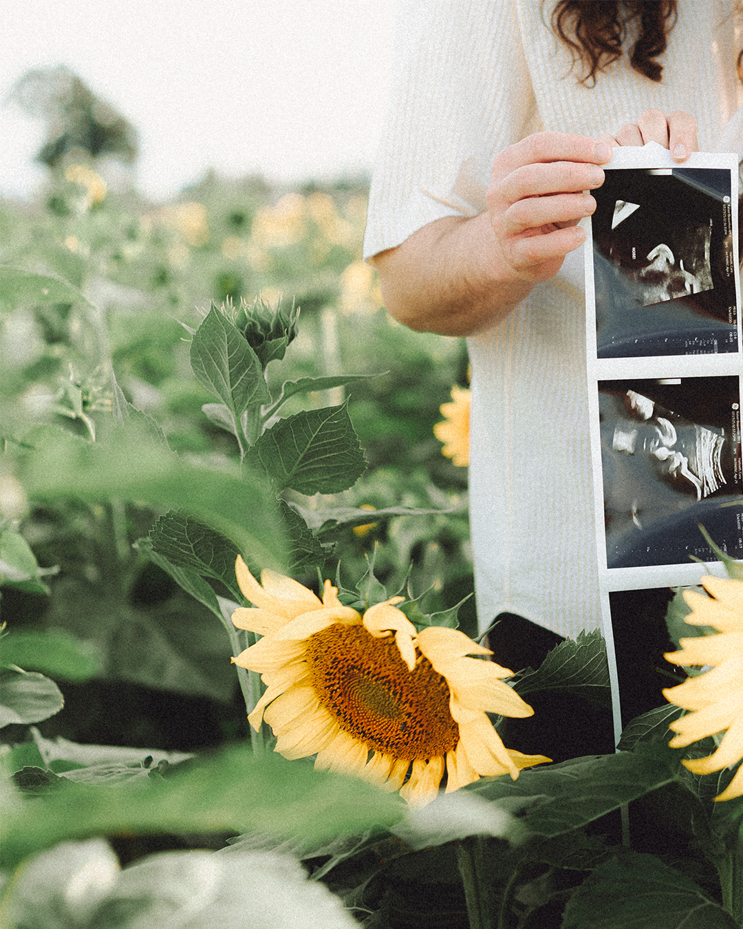 Lovestory Pregnancy Announcement Among the Sunflowers of the Wooden Shoe Tulip Farm — photograph 16 of 39
